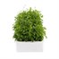 Lobelia Rosamond (Bush) 12 Pack Boxed BeddingAlternative Image2