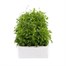 Lobelia Rosamond (Bush) 12 Pack Boxed BeddingAlternative Image2