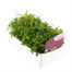 Lobelia Rosamond (Bush) 12 Pack Boxed BeddingAlternative Image3