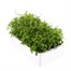 Lobelia Rosamond (Bush) 12 Pack Boxed BeddingAlternative Image3