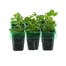 Lobelia Sapphire (Trailing) Mini 6 Boxed Bedding Alternative Image
