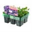 Lobelia Sapphire (Trailing) Mini 6 Boxed Bedding Alternative Image