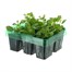 Lobelia Sapphire (Trailing) Mini 6 Boxed Bedding Alternative Image