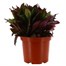 Lobelia Starship Scarlet 3L Pot BeddingAlternative Image1
