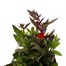Lobelia Starship Scarlet 3L Pot BeddingAlternative Image2