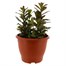 Lobelia Starships Scarlet 6.5L Pot BeddingAlternative Image1