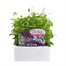 Lobelia String Of Pearls (Bush) 12 Pack Boxed BeddingAlternative Image1