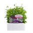 Lobelia String Of Pearls (Bush) 12 Pack Boxed BeddingAlternative Image1