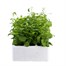 Lobelia String Of Pearls (Bush) 12 Pack Boxed BeddingAlternative Image2