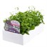 Lobelia String Of Pearls (Bush) 12 Pack Boxed BeddingAlternative Image3