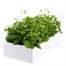 Lobelia String Of Pearls (Bush) 12 Pack Boxed BeddingAlternative Image3