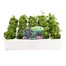 Lobelia Trailing Mixed 20 Pack Boxed BeddingAlternative Image1