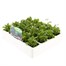 Lobelia Trailing Mixed 20 Pack Boxed BeddingAlternative Image2