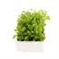 Lobelia White Fountain (Trailing) 12 Pack Boxed BeddingAlternative Image2