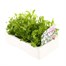 Lobelia White Fountain (Trailing) 12 Pack Boxed BeddingAlternative Image2