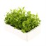 Lobelia White Fountain (Trailing) 12 Pack Boxed BeddingAlternative Image4