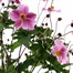 Longacres Choice - Anemone - 3L Pot Perennial Alternative Image