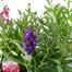 Longacres Choice - Angelonia - 3 x 13cm Pot Bedding Alternative Image