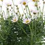 Longacres Choice - Argyranthemum - 3L Pot Bedding Alternative Image