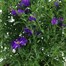 Longacres Choice - Aster - 3L Pot Bedding Alternative Image