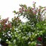 Longacres Choice - Cuphea - 3 x 13cm Pot Bedding Alternative Image
