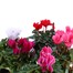 Longacres Choice - Cyclamen - 6 x 10.5cm Pot Bedding Alternative Image