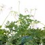 Longacres Choice - Dicentra - 3 x 2L Pot Perennial Alternative Image