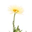 Leucanthemum Broadway Lights 13cm Pot BeddingAlternative Image1