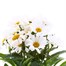 Leucanthemum Western Star Leo 13cm Pot Bedding Alternative Image