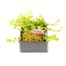 Lysimachia Nummularia Aurea Goldilocks 6 Pack Boxed BeddingAlternative Image1