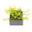 Lysimachia Nummularia Aurea Goldilocks 6 Pack Boxed BeddingAlternative Image2