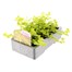 Lysimachia Nummularia Aurea Goldilocks 6 Pack Boxed BeddingAlternative Image3