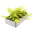 Lysimachia Nummularia Aurea Goldilocks 6 Pack Boxed BeddingAlternative Image4