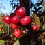 Malus Toringo Scarlet 'Flowering Crab Apple' TreeAlternative Image1