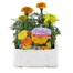 Marigold African Antigua Mixed 6 Pack Boxed BeddingAlternative Image1