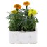 Marigold African Antigua Mixed 6 Pack Boxed BeddingAlternative Image2