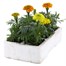 Marigold African Antigua Mixed 6 Pack Boxed BeddingAlternative Image4