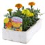 Marigold African Antigua Mixed 6 Pack Boxed BeddingAlternative Image3