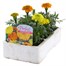 Marigold African Antigua Mixed 6 Pack Boxed BeddingAlternative Image3