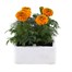 Marigold African Antigua Orange 6 Pack Boxed BeddingAlternative Image2