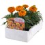 Marigold African Antigua Orange 6 Pack Boxed BeddingAlternative Image3