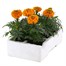 Marigold African Antigua Orange 6 Pack Boxed BeddingAlternative Image4