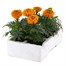 Marigold African Antigua Orange 6 Pack Boxed BeddingAlternative Image4