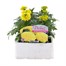 Marigold African Antigua Yellow 6 Pack Boxed BeddingAlternative Image1