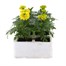 Marigold African Antigua Yellow 6 Pack Boxed BeddingAlternative Image2