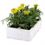 Marigold African Antigua Yellow 6 Pack Boxed BeddingAlternative Image3