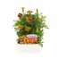 Marigold French Durango Bee 12 Pack Boxed BeddingAlternative Image1