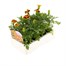 Marigold French Durango Bee 12 Pack Boxed BeddingAlternative Image3