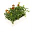 Marigold French Durango Bee 12 Pack Boxed BeddingAlternative Image4