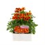 Marigold French Durango Flame 12 Pack Boxed BeddingAlternative Image1